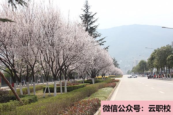 重庆南丁卫生职业学校护理专业培养要求(重庆沙坪坝区2021年卫校有什么专业适合男生)