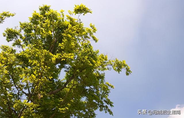 成都口腔学校(口腔学校)