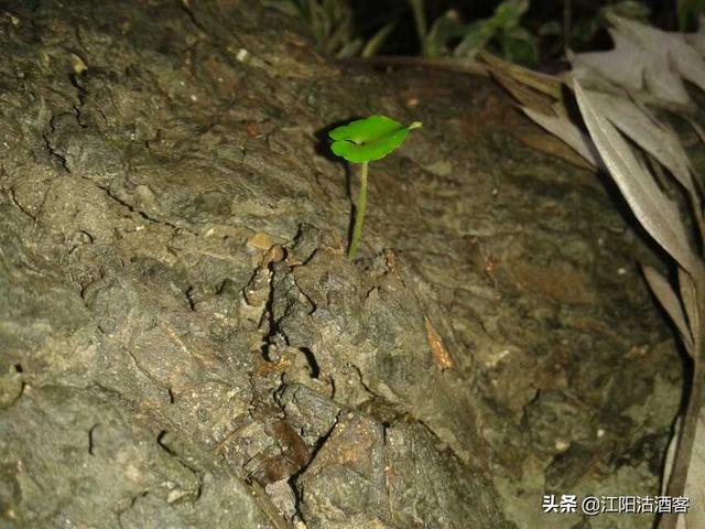 纳溪江南职高(纳溪江南职高合同教师待遇)