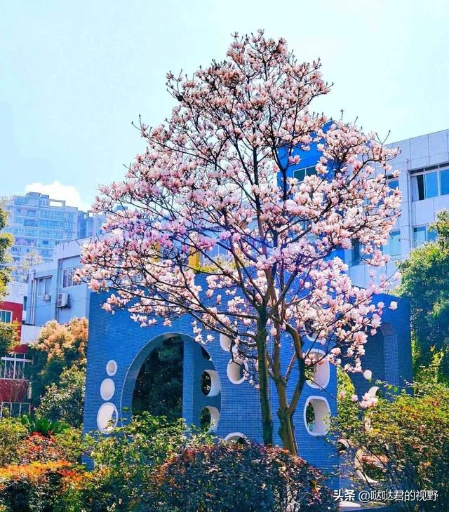 四川省犍为职业高级中学(四川省犍为职业高级中学官网)