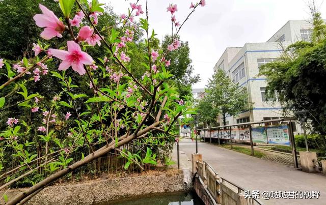 四川省犍为职业高级中学(四川省犍为职业高级中学官网)