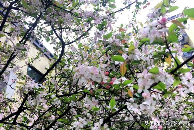 四川省犍为职业高级中学(四川省犍为职业高级中学官网)
