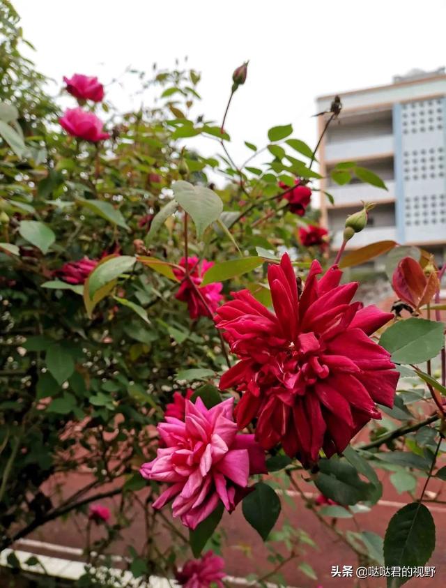 四川省犍为职业高级中学(四川省犍为职业高级中学官网)