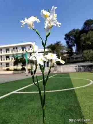 四川省犍为职业高级中学(四川省犍为职业高级中学官网)