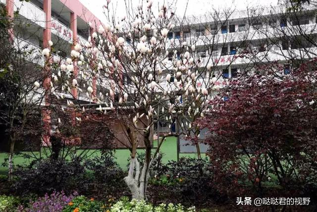 四川省犍为职业高级中学(四川省犍为职业高级中学官网)