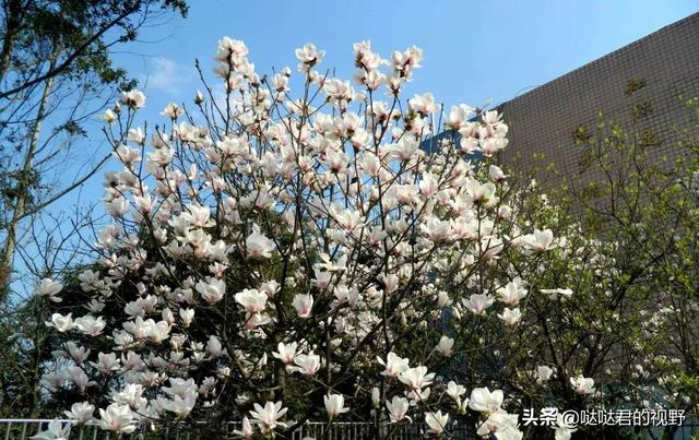 四川省犍为职业高级中学(四川省犍为职业高级中学官网)