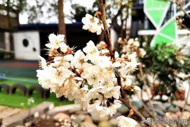 四川省犍为职业高级中学(四川省犍为职业高级中学官网)