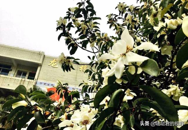 四川省犍为职业高级中学(四川省犍为职业高级中学官网)