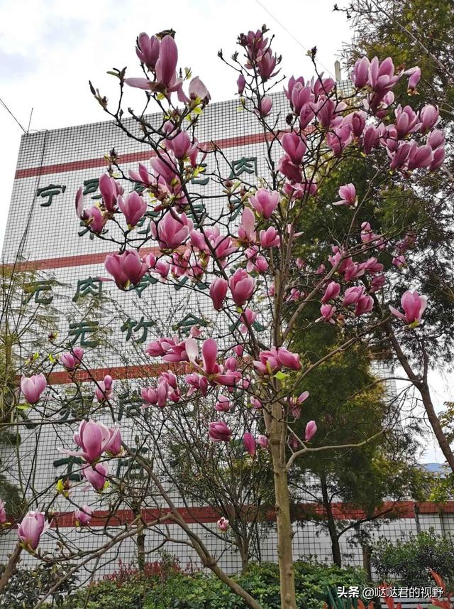 四川省犍为职业高级中学(四川省犍为职业高级中学官网)