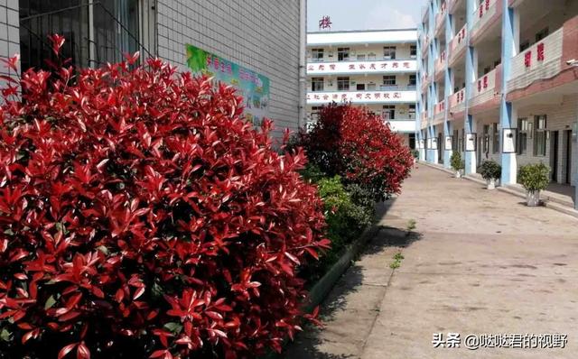 四川省犍为职业高级中学(四川省犍为职业高级中学官网)