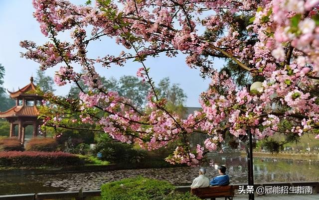 四川护士专业哪个学校好的简单介绍