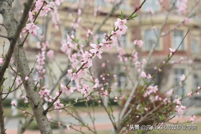四川高铁学校招生要求(柳州高铁学校招生要求)