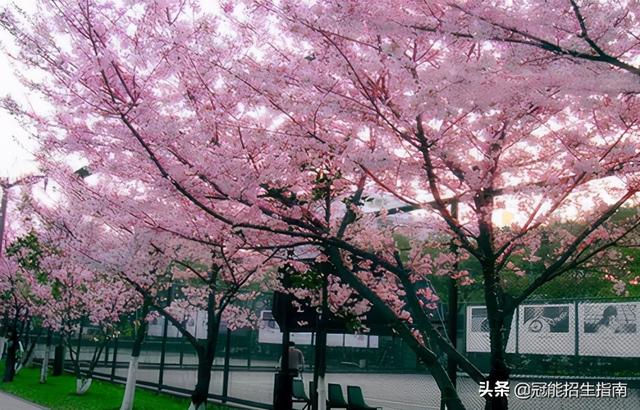 成都职业计算机学校(成都计算机学校电话)