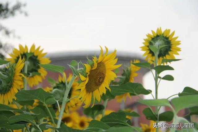 成都实验商贸管理学校好不好(成都商贸管理学校毕业证)